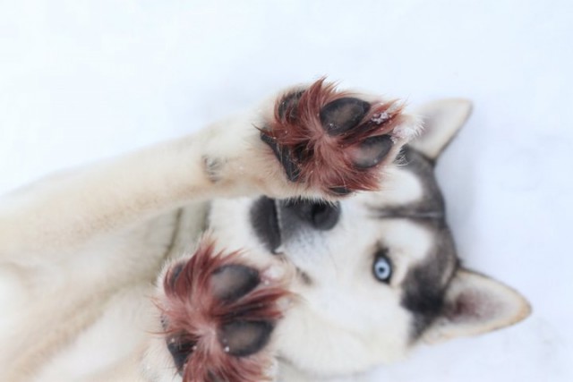 Как отличить Хаски от Маламута с первого взгляда