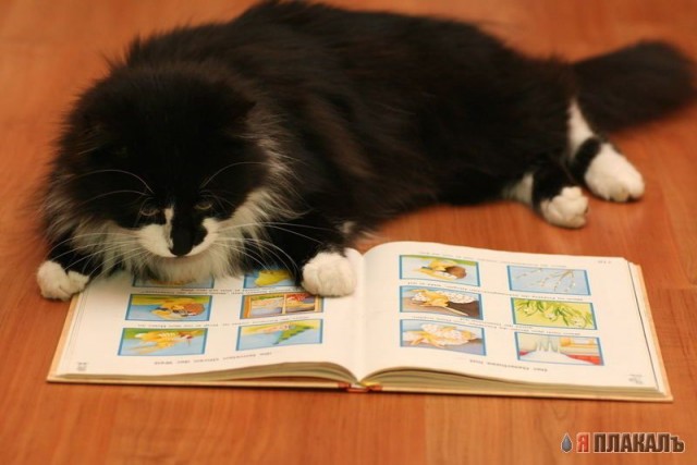 Коты, кошки, котята