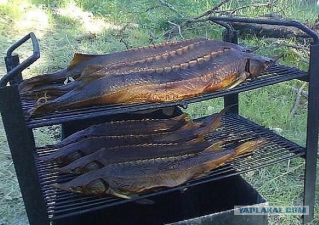 Полевая кухня