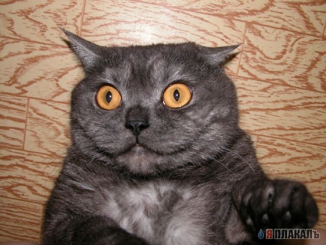 Коты, кошки, котята