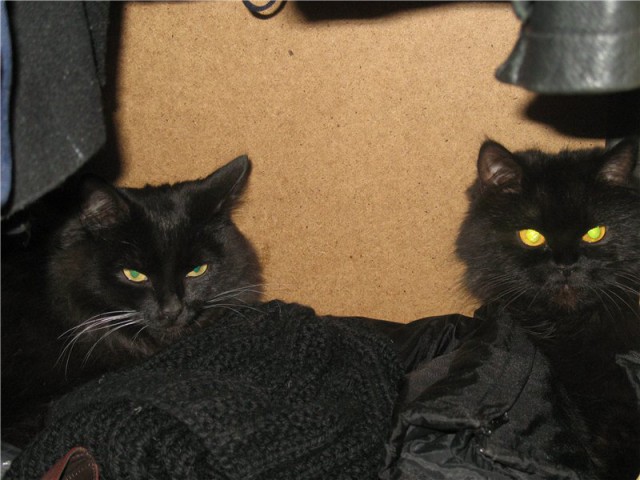 Котовторник