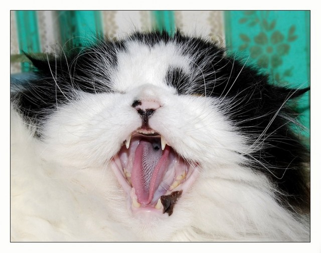 Коты, кошки, котята
