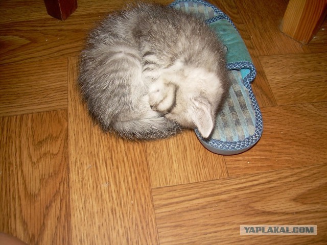 Котовторник. Алиса. Одно из лучших творений природы.