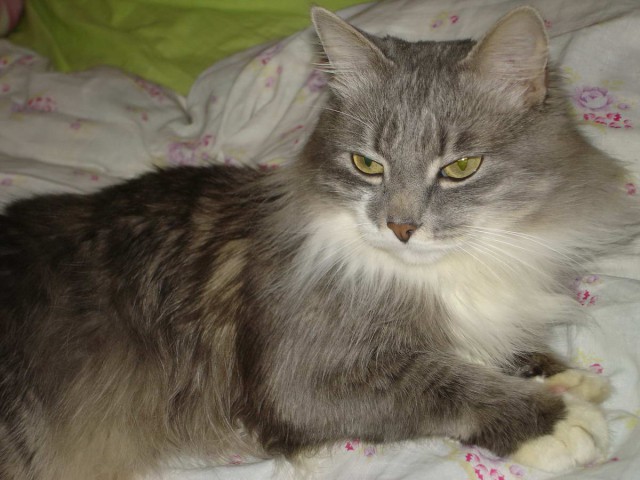 Коты из сети
