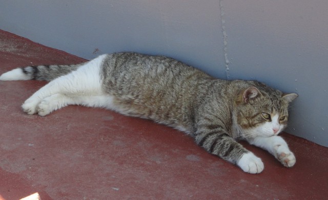 Котовторник 07.02.2017