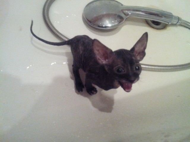Не знаю буду ли я снимать кошачий ужастик, но постер у меня уже есть