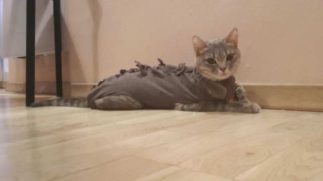 Котовторник  14.02.2017