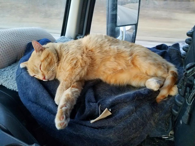 Любимый кот дальнобойщика выпрыгнул из машины, но нашелся через 600 км
