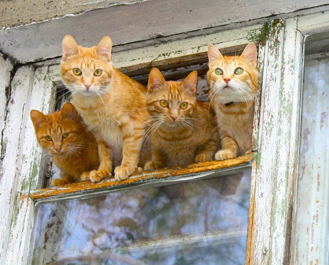 Коты и Кошки