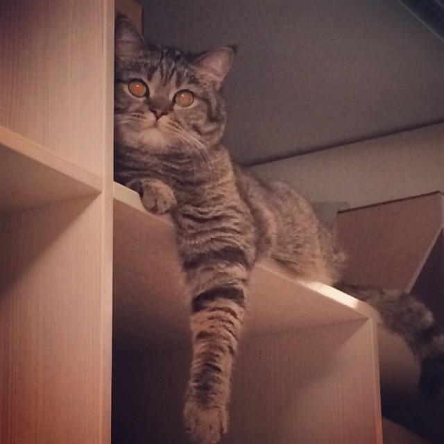 Коты и Кошки