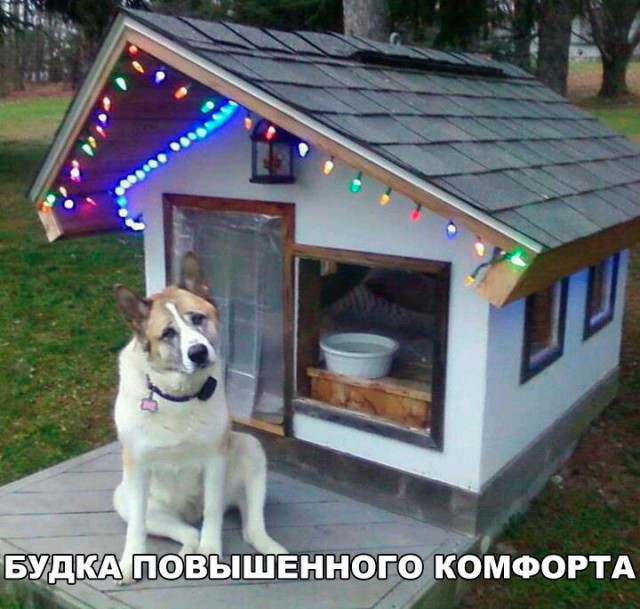 Подборка забавных животных