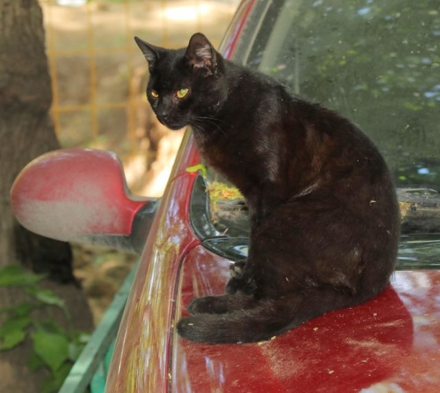 Коты и Кошки