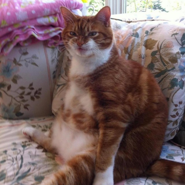 Коты и Кошки