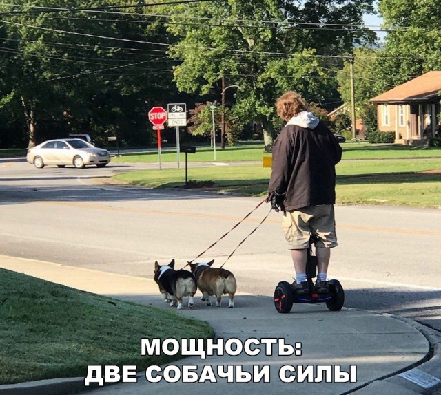 Подборка забавных животных