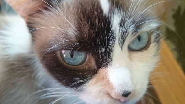 Коты и Кошки