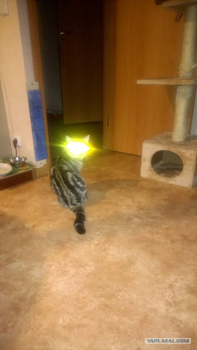 Котовторник