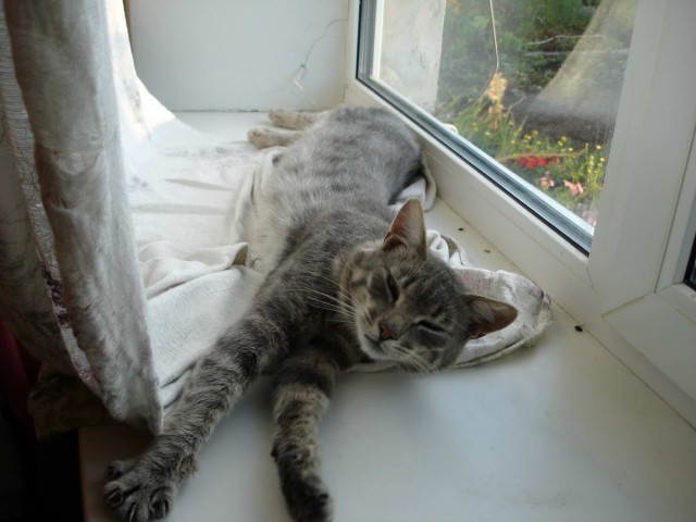 Коты и Кошки