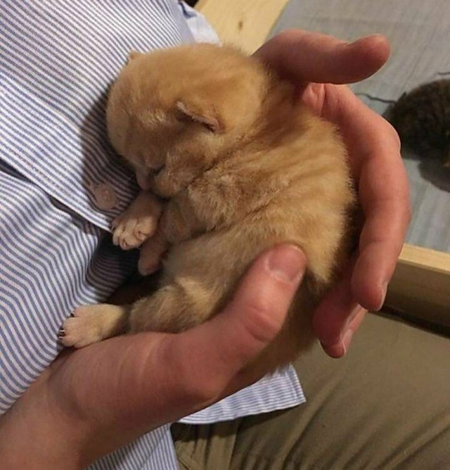 Коты и Кошки