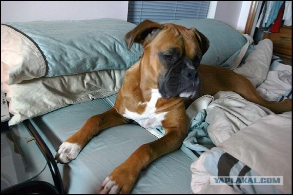 Ужасная месть Муси! 13 фото, жесть!