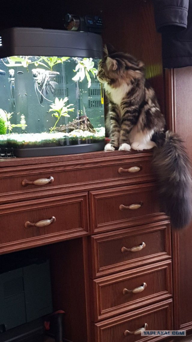 Когда дома котята