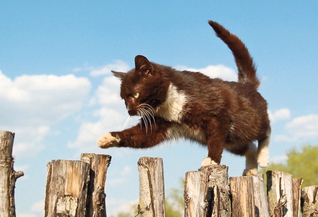 Прикольные коты на среду! ОЧЕНЬ МНОГО! Часть 2