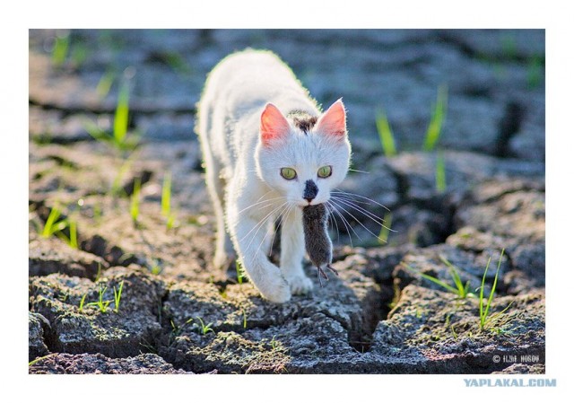 Котовторник (16.09.08)