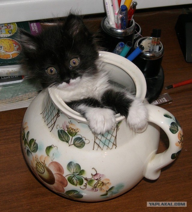 Котовторник на ЯПлакалъ: Кото и кто-то!