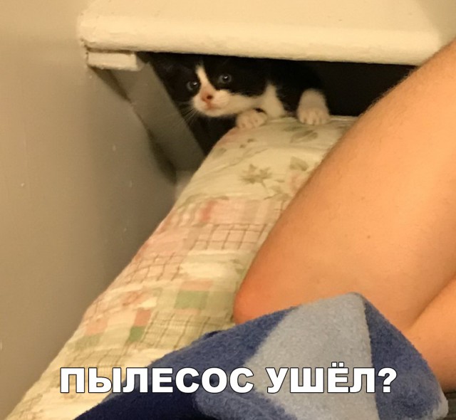 Немного милоты