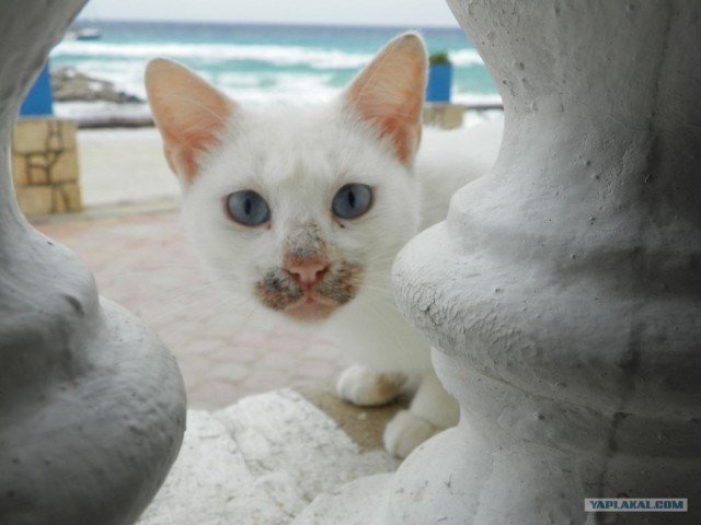 Котовторник начался