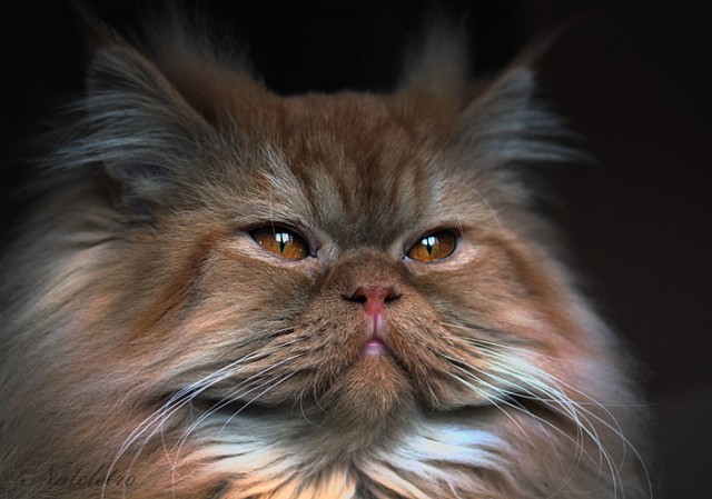 Котовторник стартует