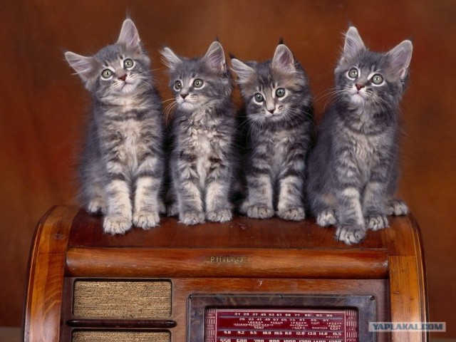 Котовторник объявляется открытым!