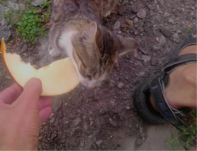 Кот ест дыню!