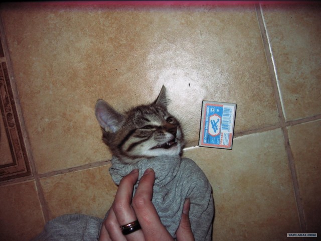 Котовторник в "КотоГетто"