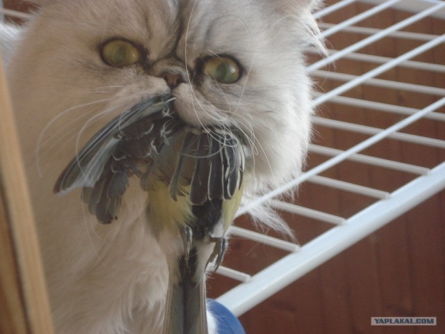 С котовторником !