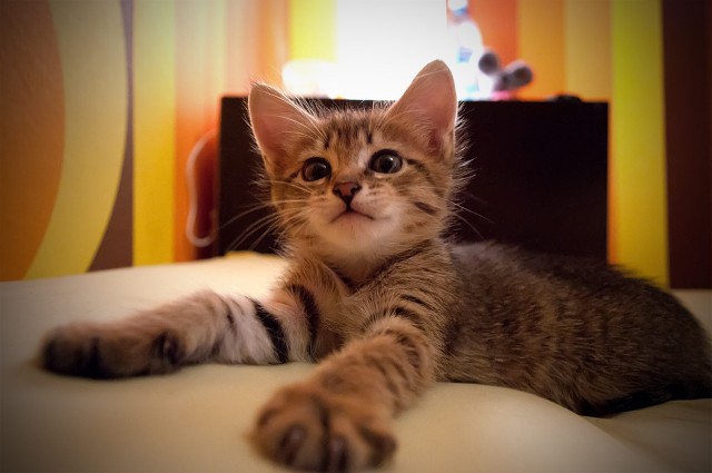 Котовторник (начало в супермаркете!)