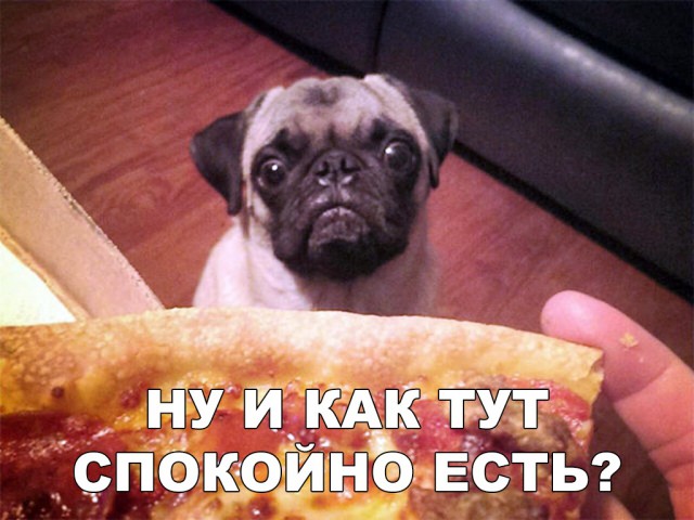 Милые животные. Мимиметр сломался