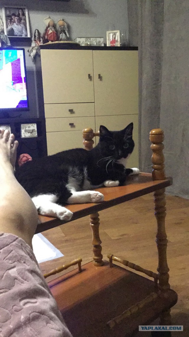 Прикольных котов пост