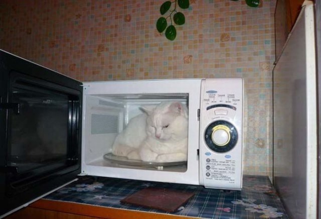 Котовторник!