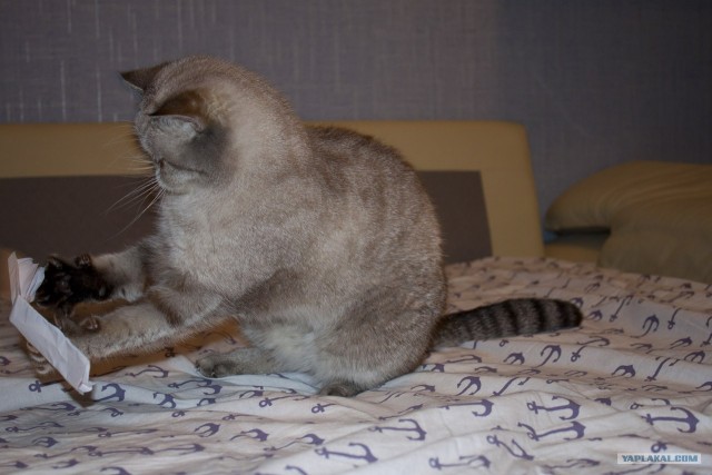 Котовторник (07.02.2012)