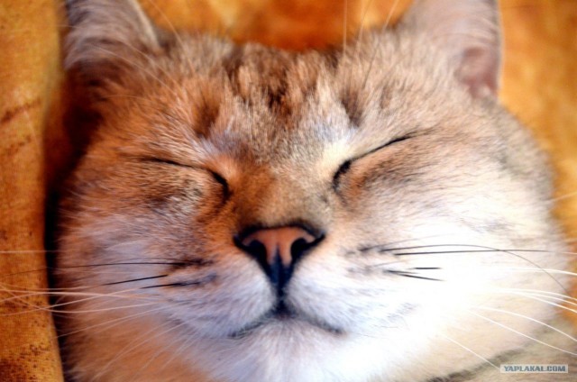 Котовторник 24.04.2012