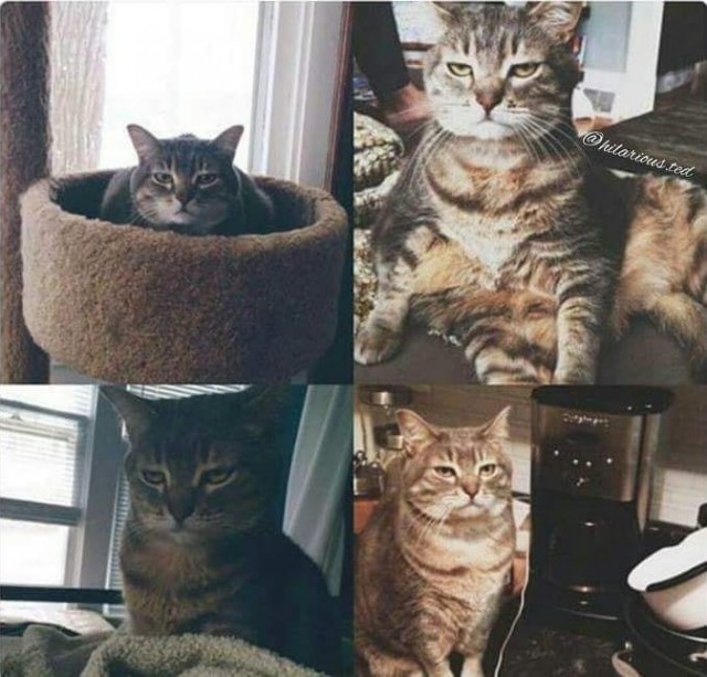 Прикольных котов пост