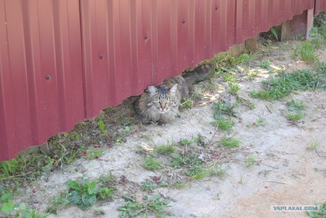 Котовторник 31.07.2012 г.