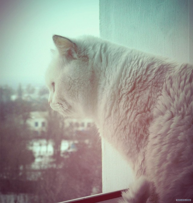 Котовторник 29.01.2013