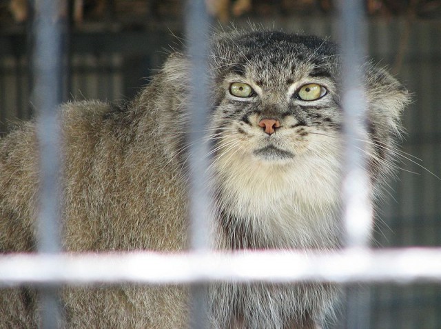 Дикий котовторник
