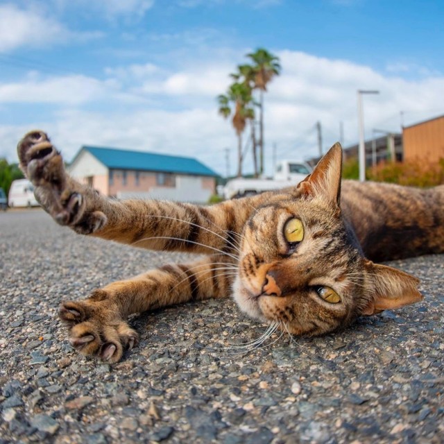 Котовторник 23.07.2019.