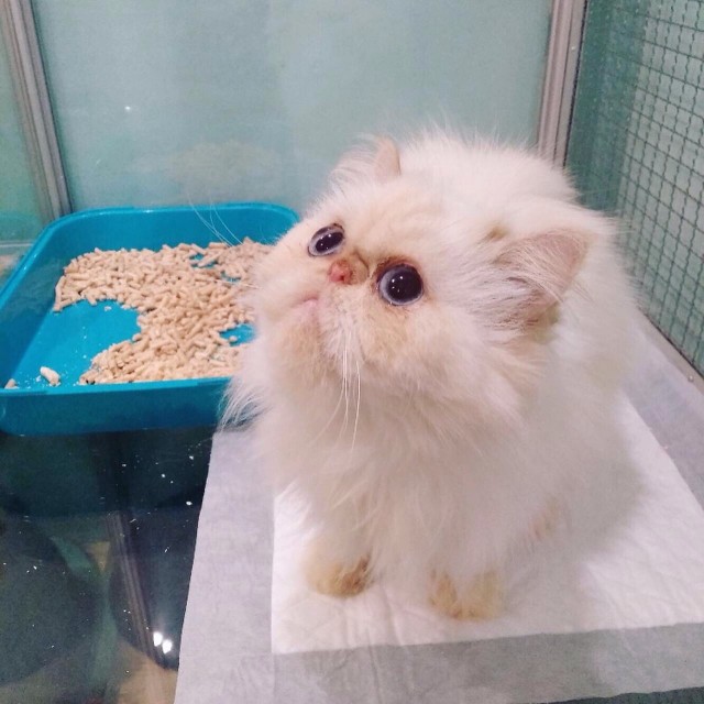 Забавные фото котеек