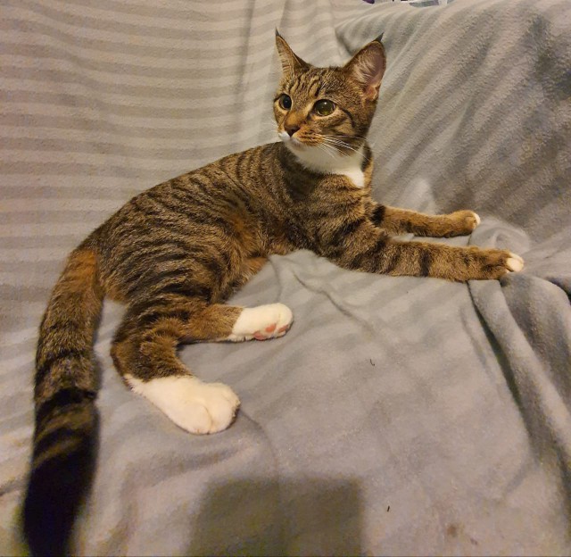 Забавные фото котеек