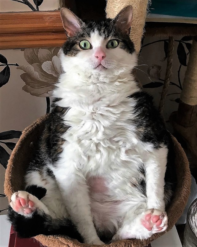 Котофеев пост