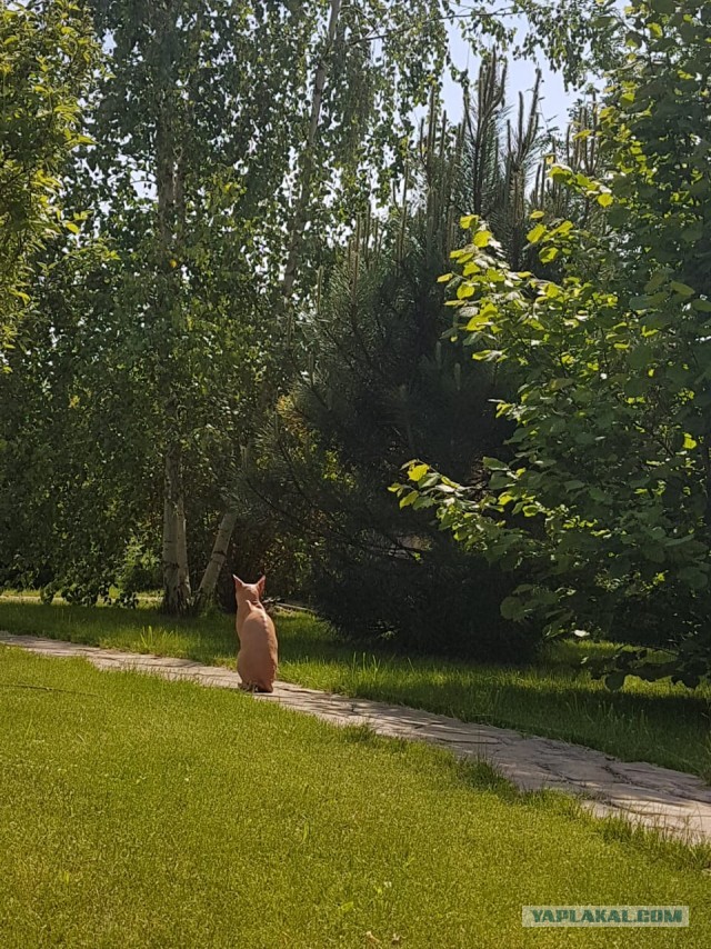 Найди кота!