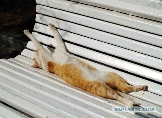 Я знал прикуп! Я в Сочи!